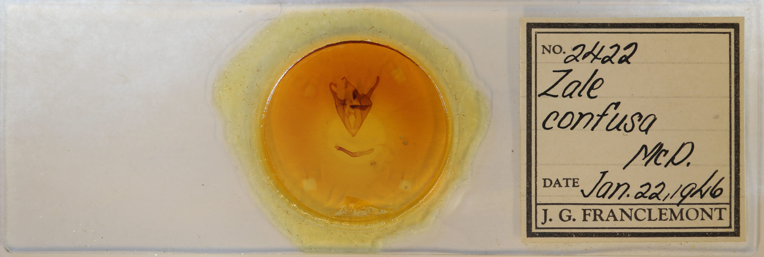 slide view of adult Zale confusa