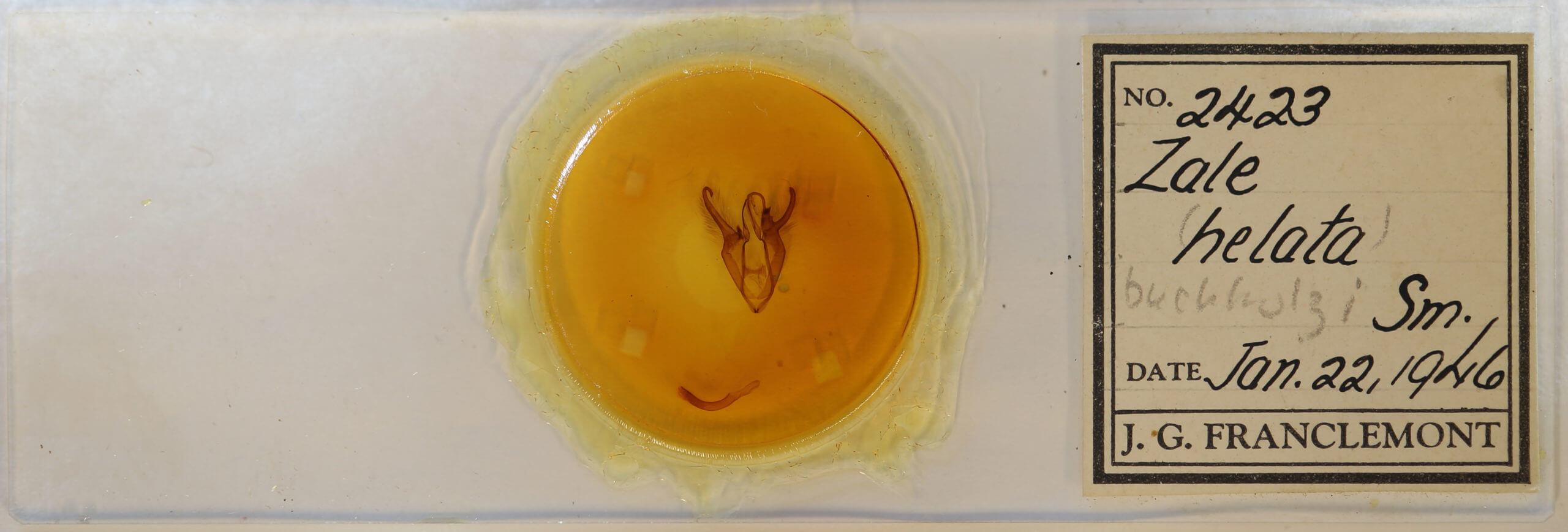 slide view of adult Zale buchholzi