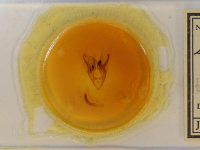 slide view of adult Zale buchholzi