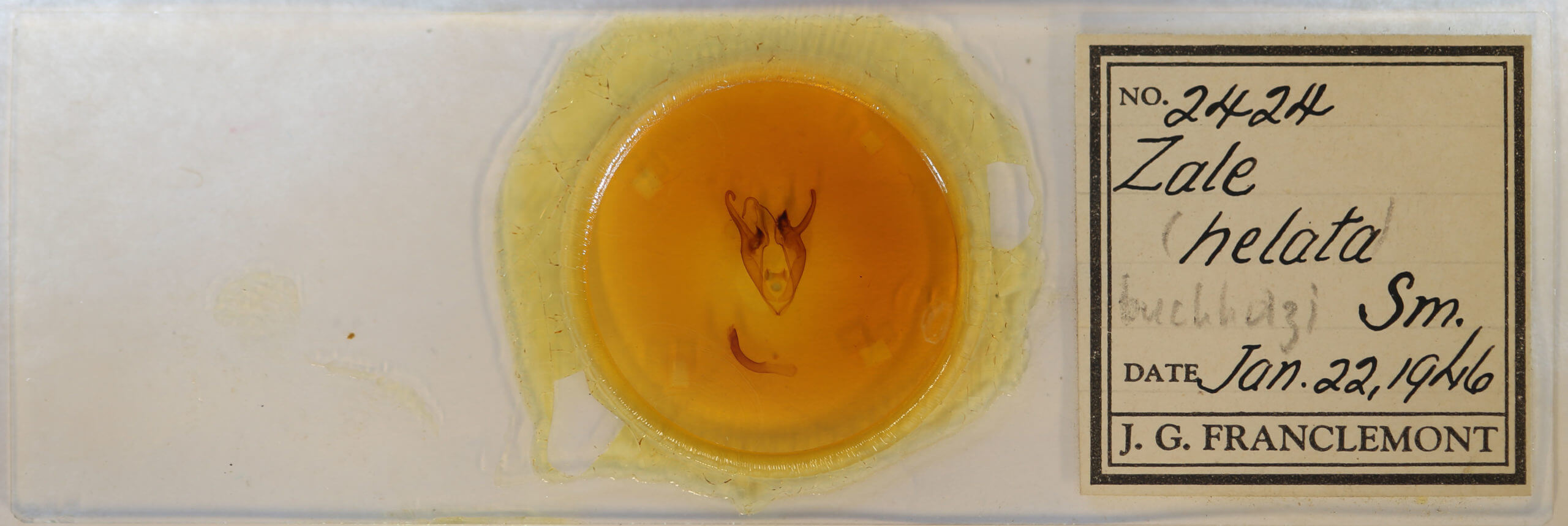 slide view of adult Zale buchholzi