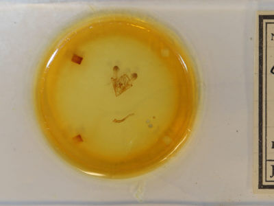 slide view of adult Protorthodes oviduca