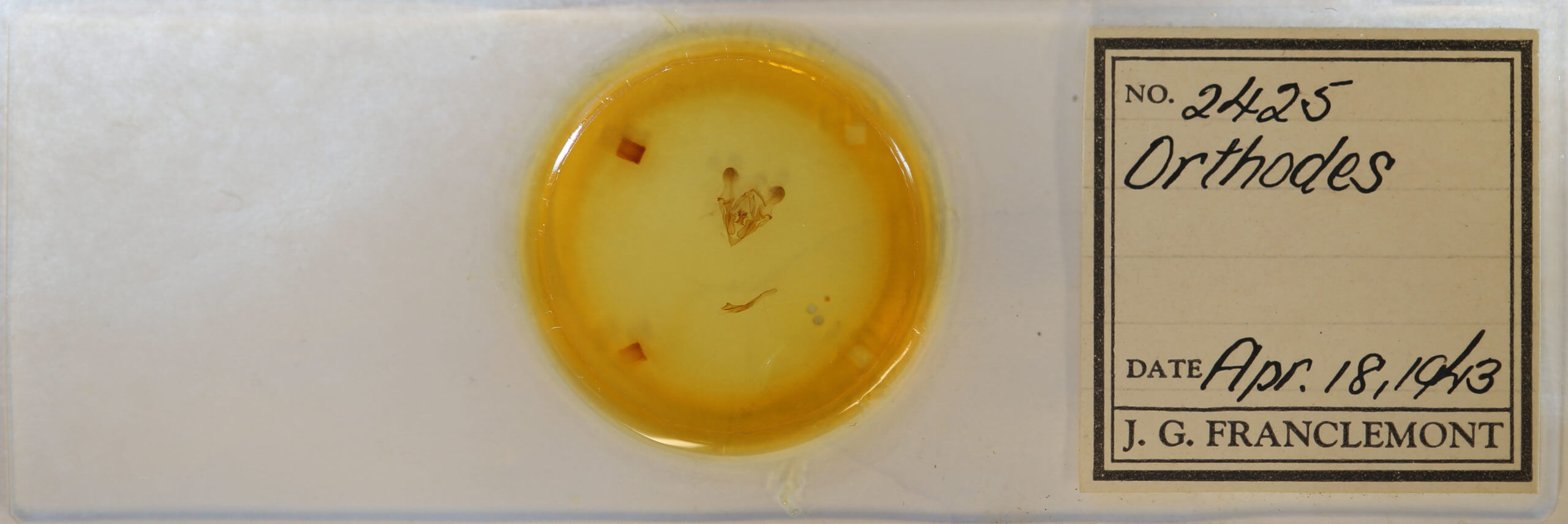 slide view of adult Protorthodes oviduca