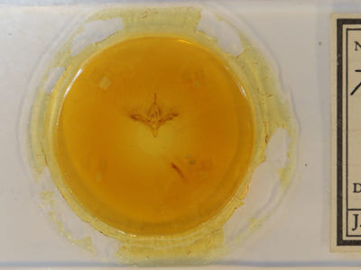 slide view of adult Ptichodis herbarum