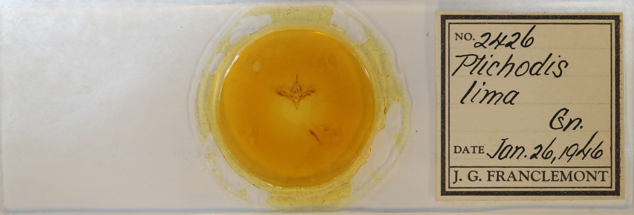 slide view of adult Ptichodis herbarum