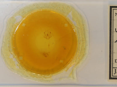 slide view of adult Macaria bicolorata