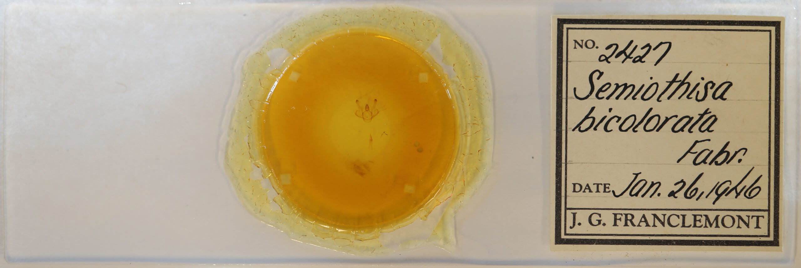 slide view of adult Macaria bicolorata