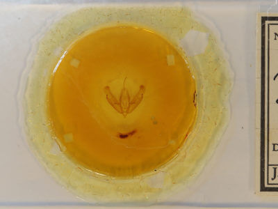 slide view of adult Acronicta tritona