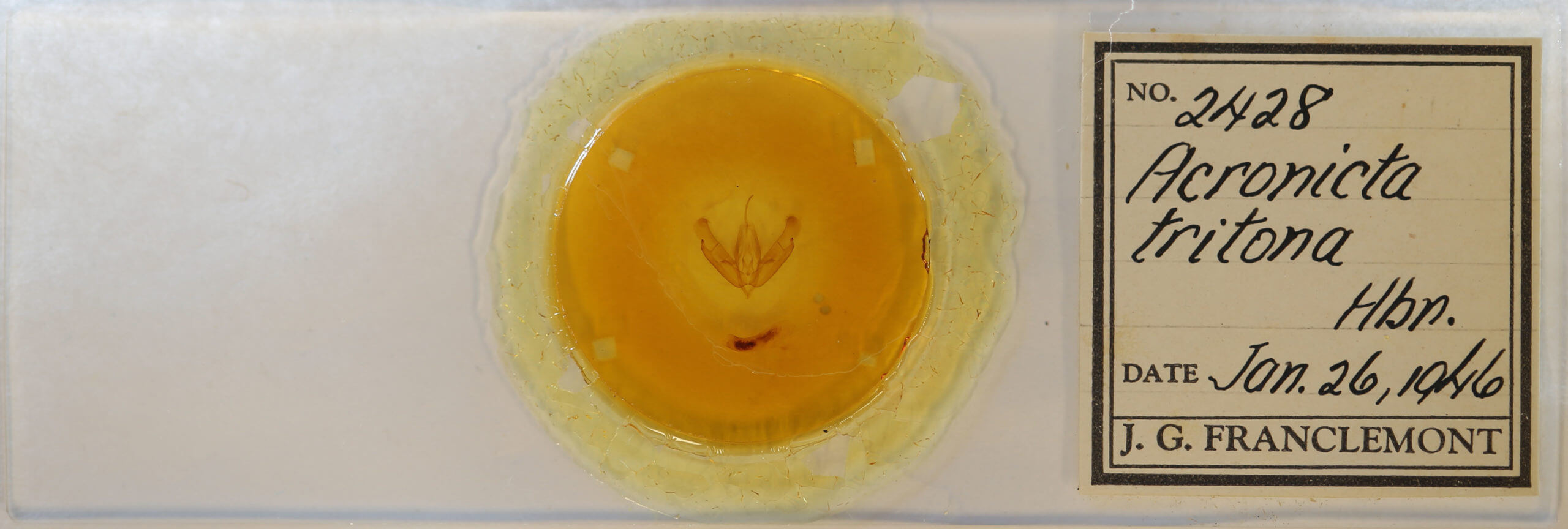 slide view of adult Acronicta tritona