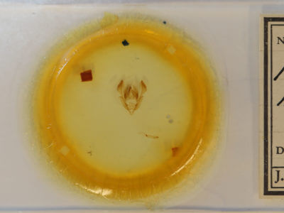 slide view of adult Morrisonia  mucens