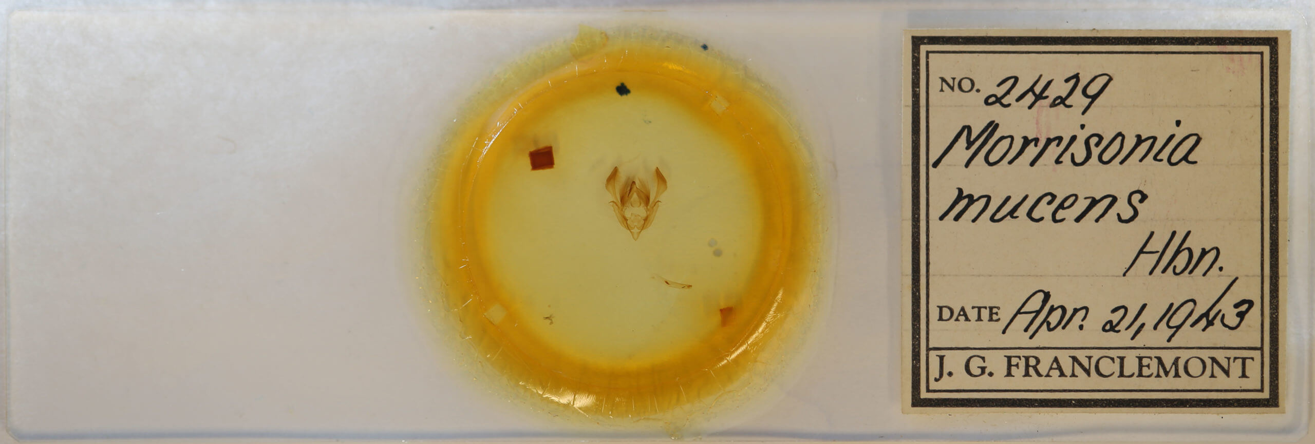 slide view of adult Morrisonia  mucens