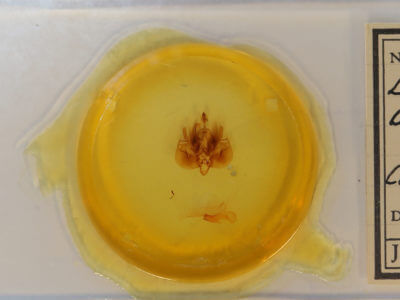 slide view of adult Leucania adjuta