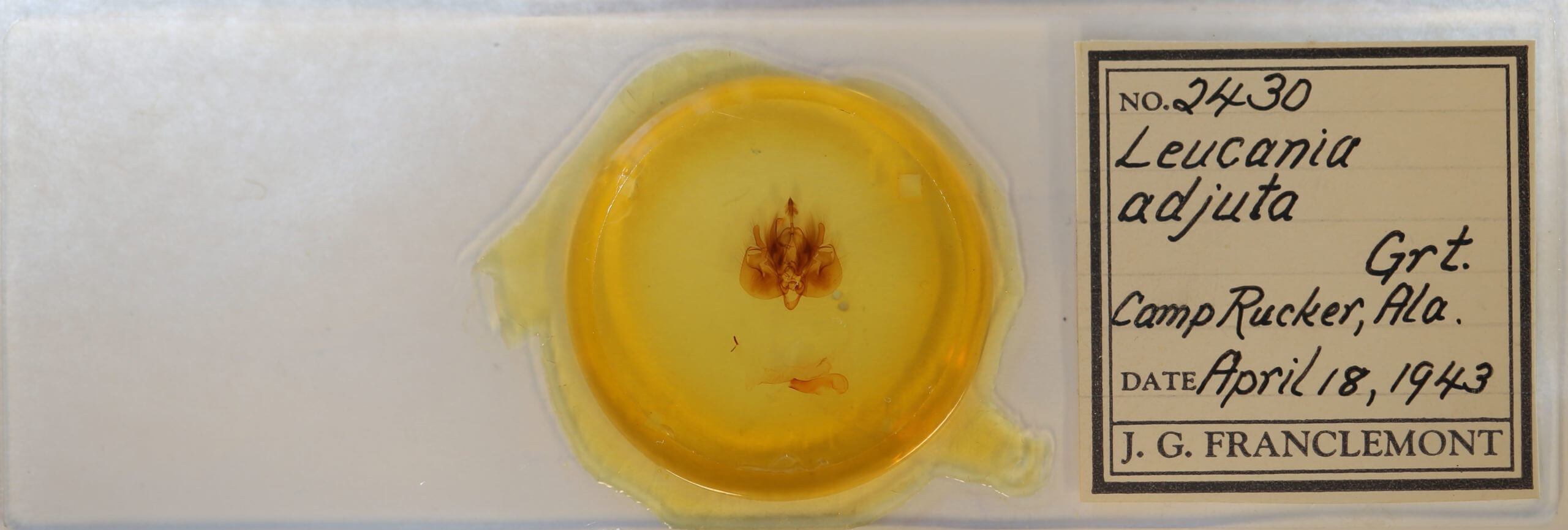 slide view of adult Leucania adjuta