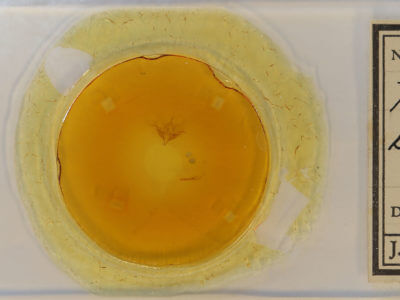 slide view of adult Ptichodis bistrigata