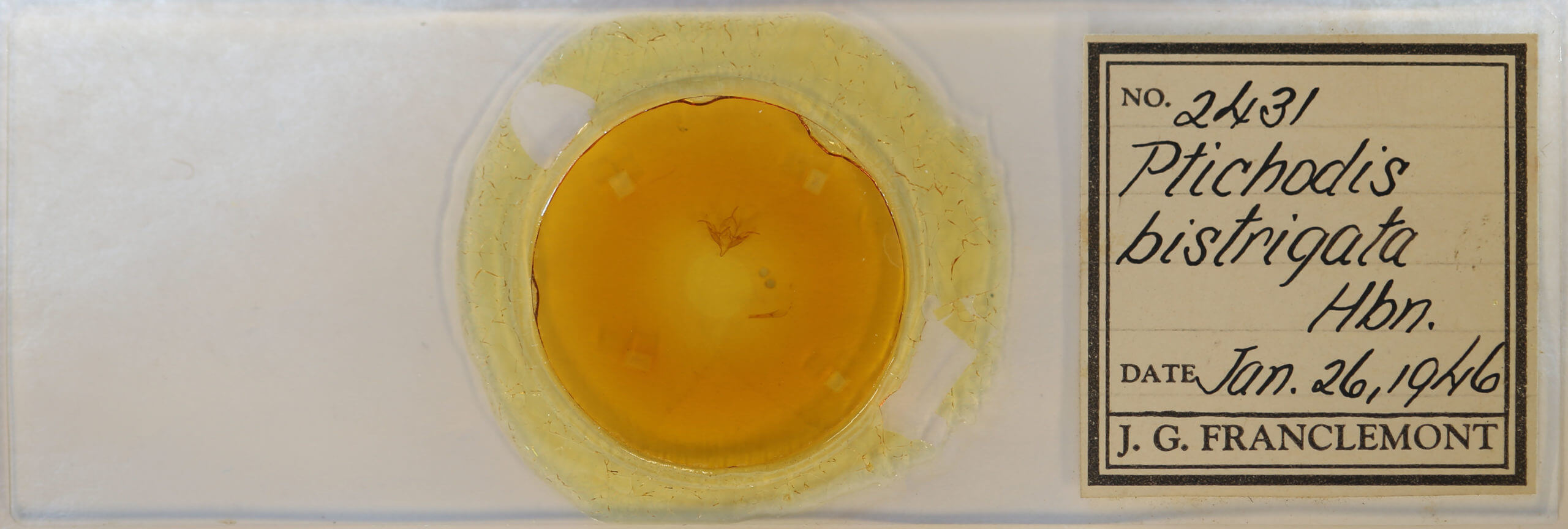 slide view of adult Ptichodis bistrigata