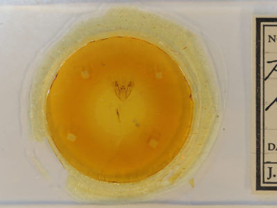 slide view of adult Protoboarmia porcelaria