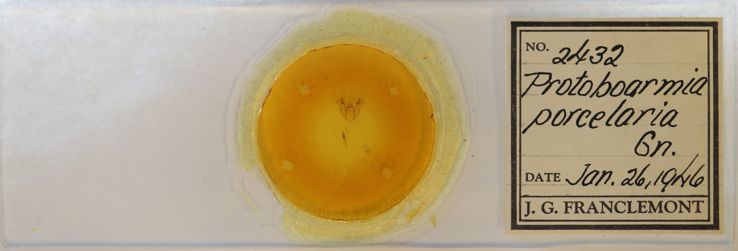 slide view of adult Protoboarmia porcelaria