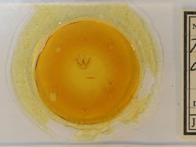 slide view of adult Hypomecis umbrosaria