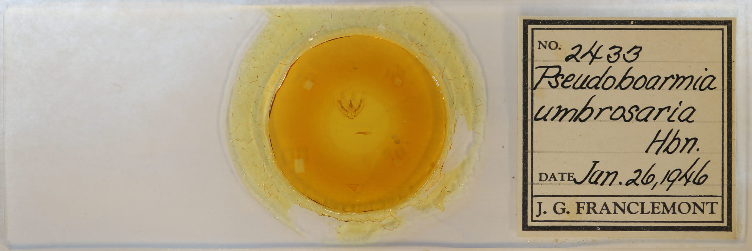 slide view of adult Hypomecis umbrosaria