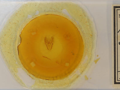 slide view of adult Melanolophia signataria