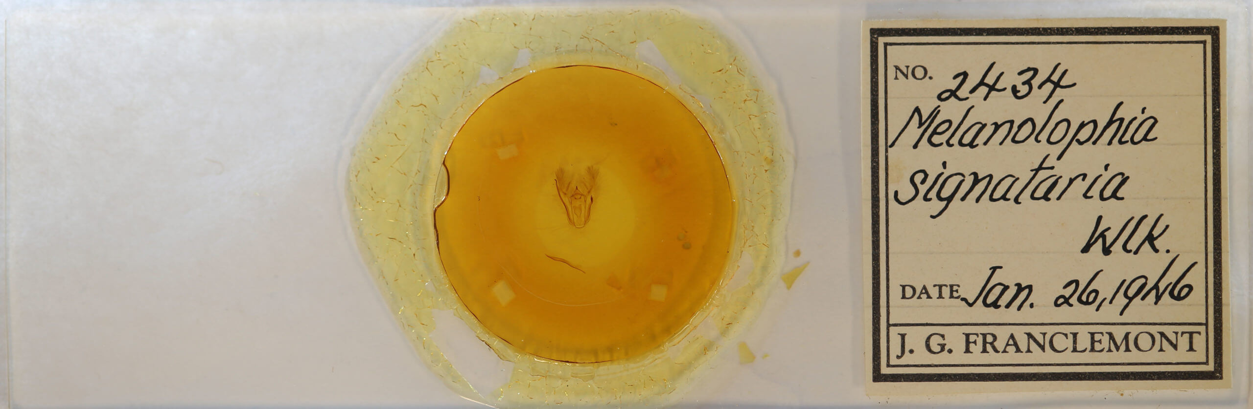 slide view of adult Melanolophia signataria