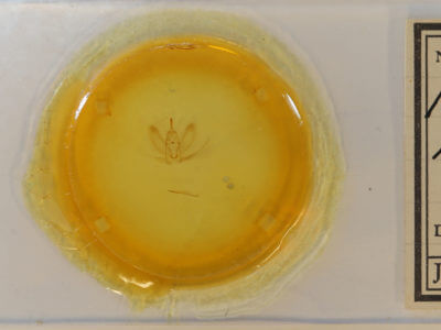 slide view of adult Metarranthis homuraria