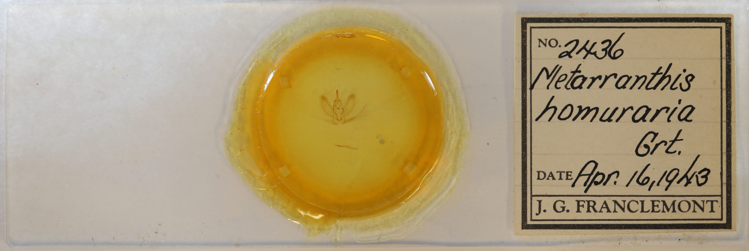 slide view of adult Metarranthis homuraria