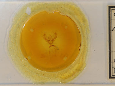 slide view of adult Athetis tarda