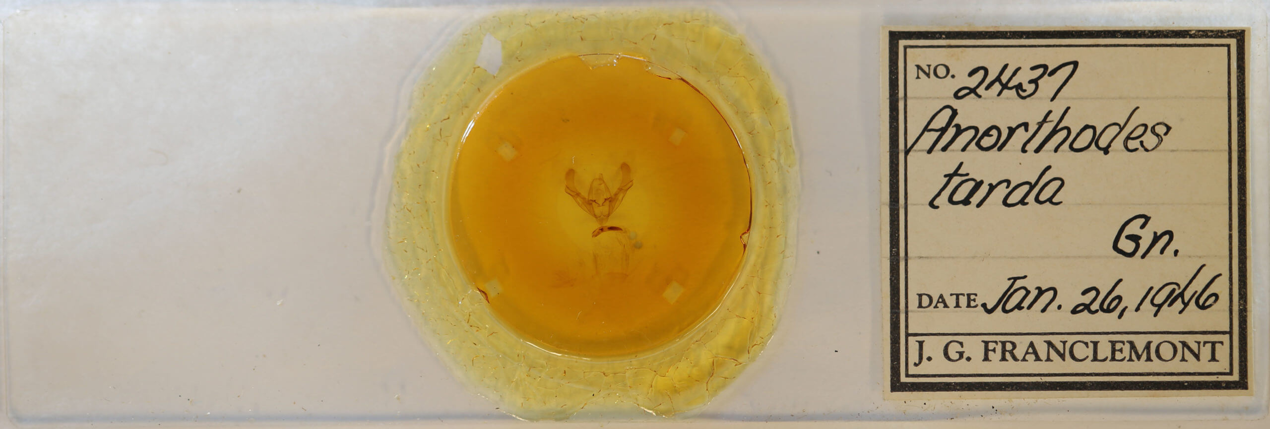 slide view of adult Athetis tarda