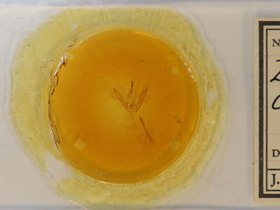 slide view of adult Pseudanthracia coracias