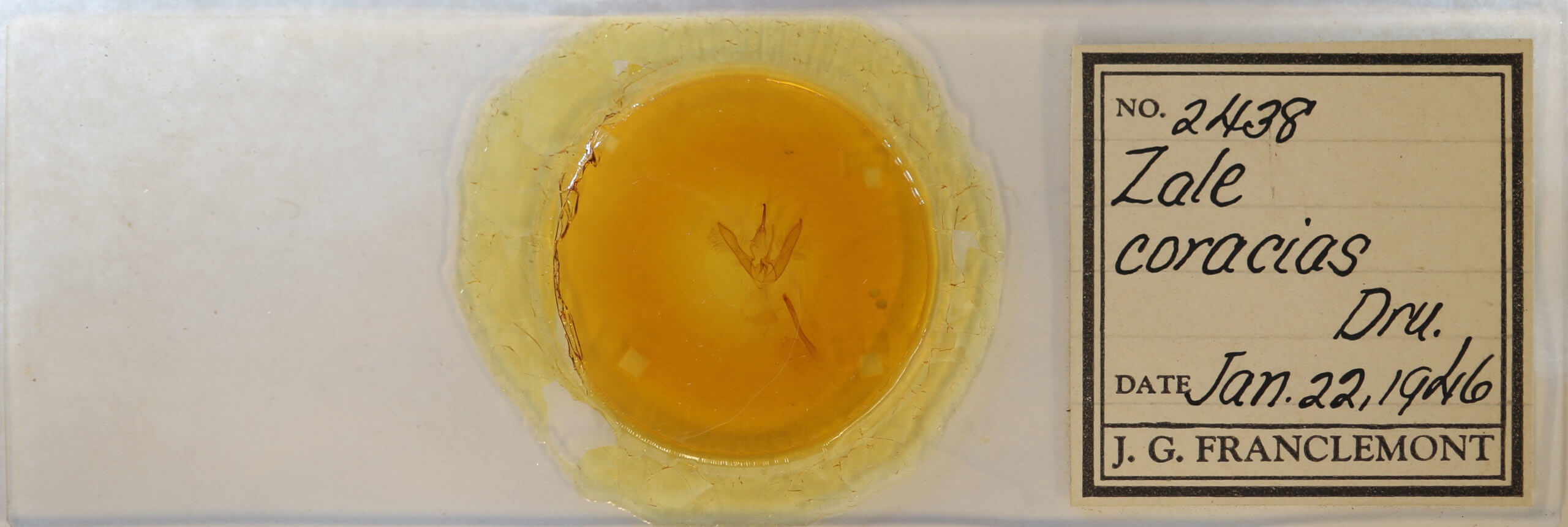 slide view of adult Pseudanthracia coracias