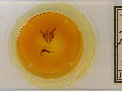 slide view of adult Zale phaeocapna