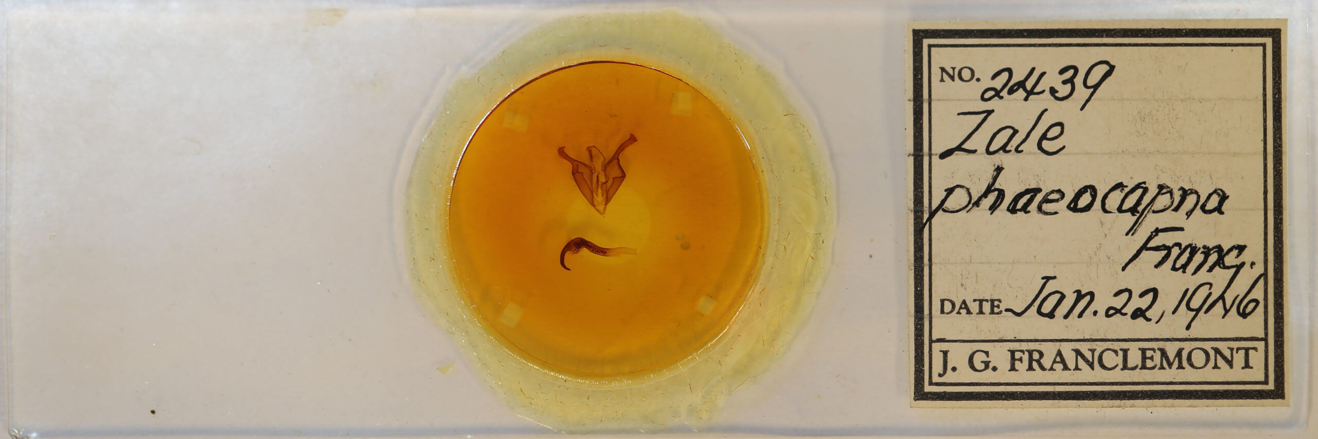 slide view of adult Zale phaeocapna