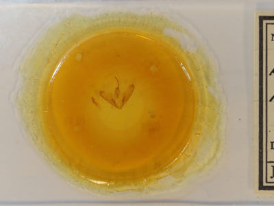 slide view of adult Lesmone hinna