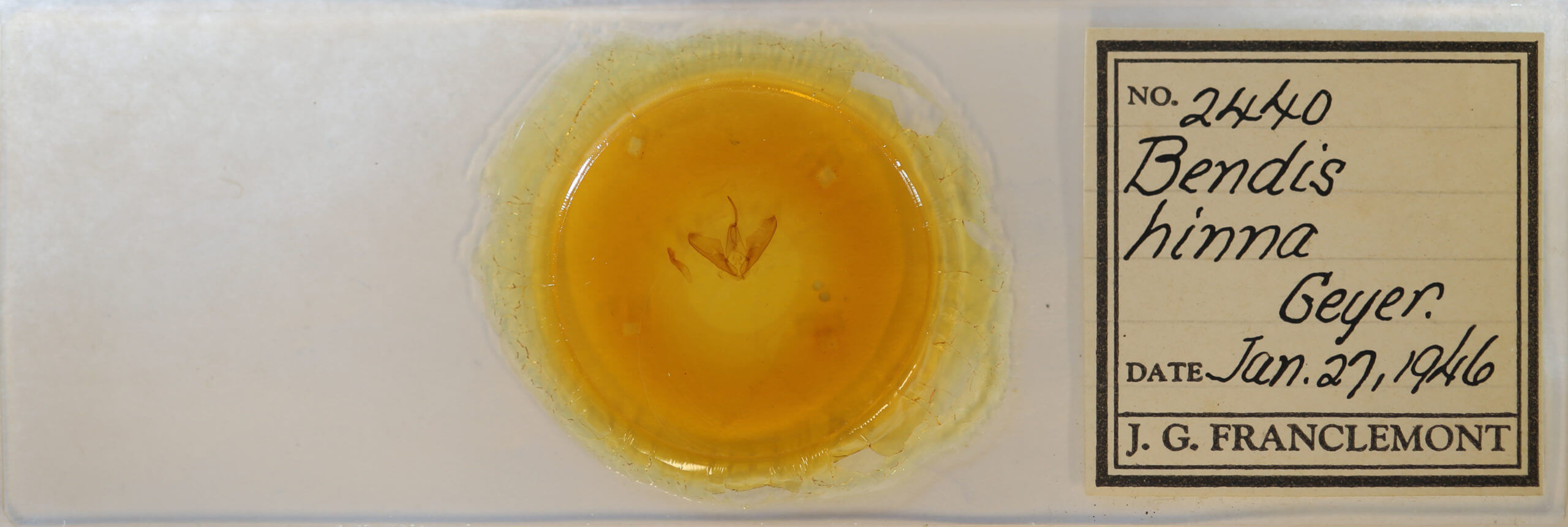 slide view of adult Lesmone hinna