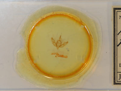 slide view of adult Feltia manifesta