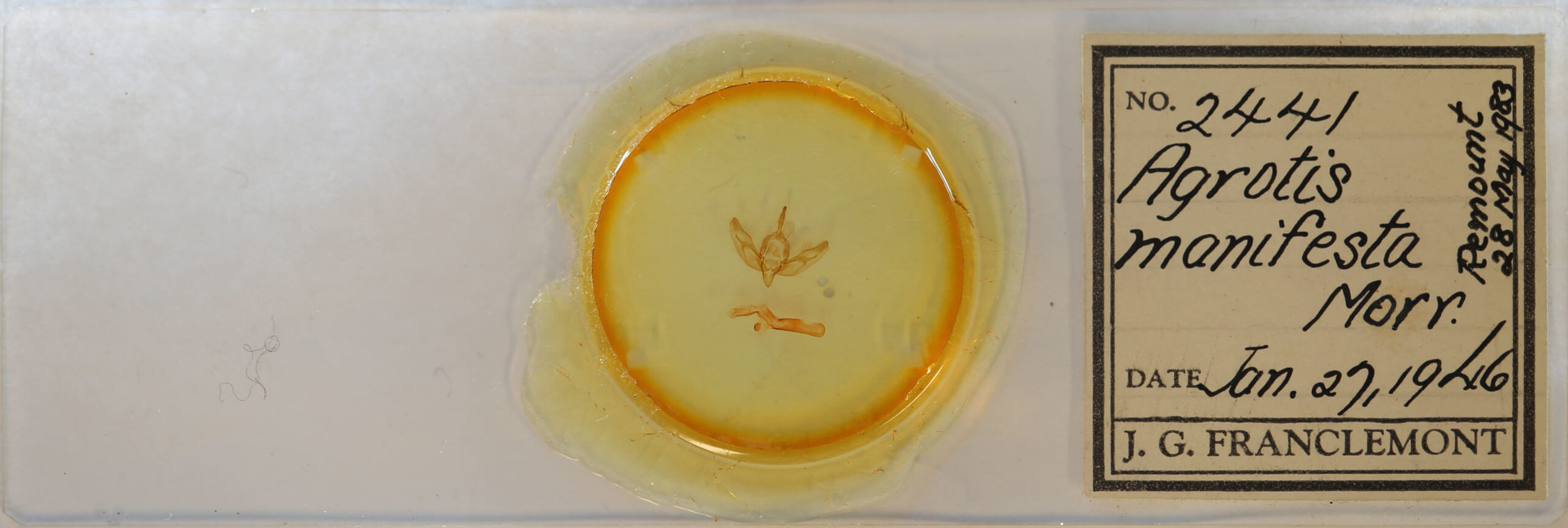 slide view of adult Feltia manifesta