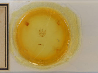 slide view of adult Probole alienaria