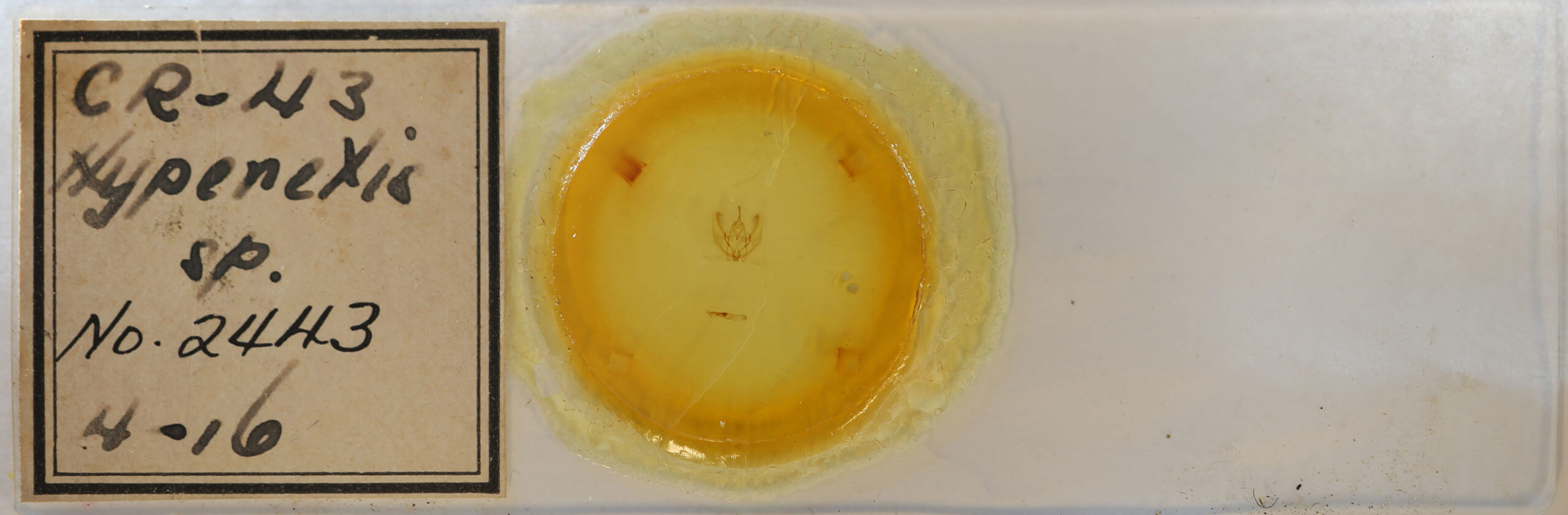 slide view of adult Probole alienaria