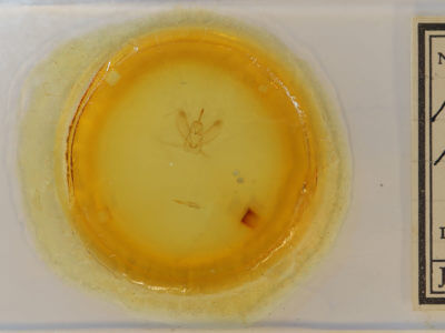 slide view of adult Metarranthis  homuraria