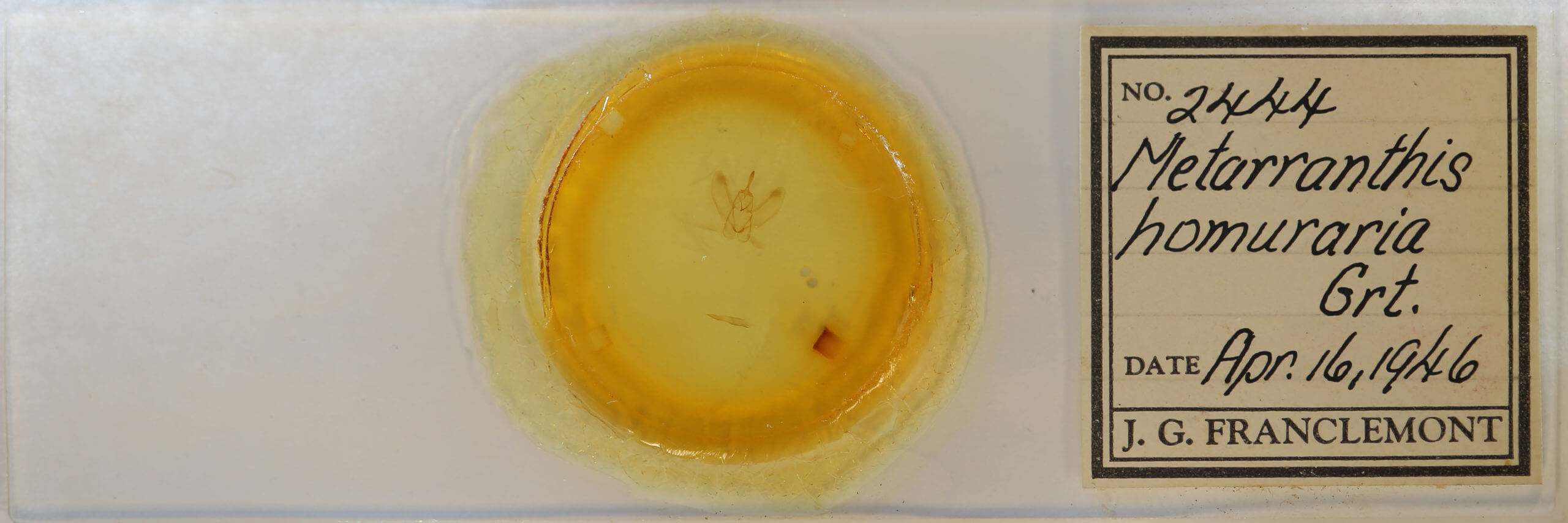 slide view of adult Metarranthis  homuraria