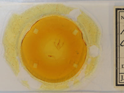 slide view of adult Phyprosopus callitrichoides