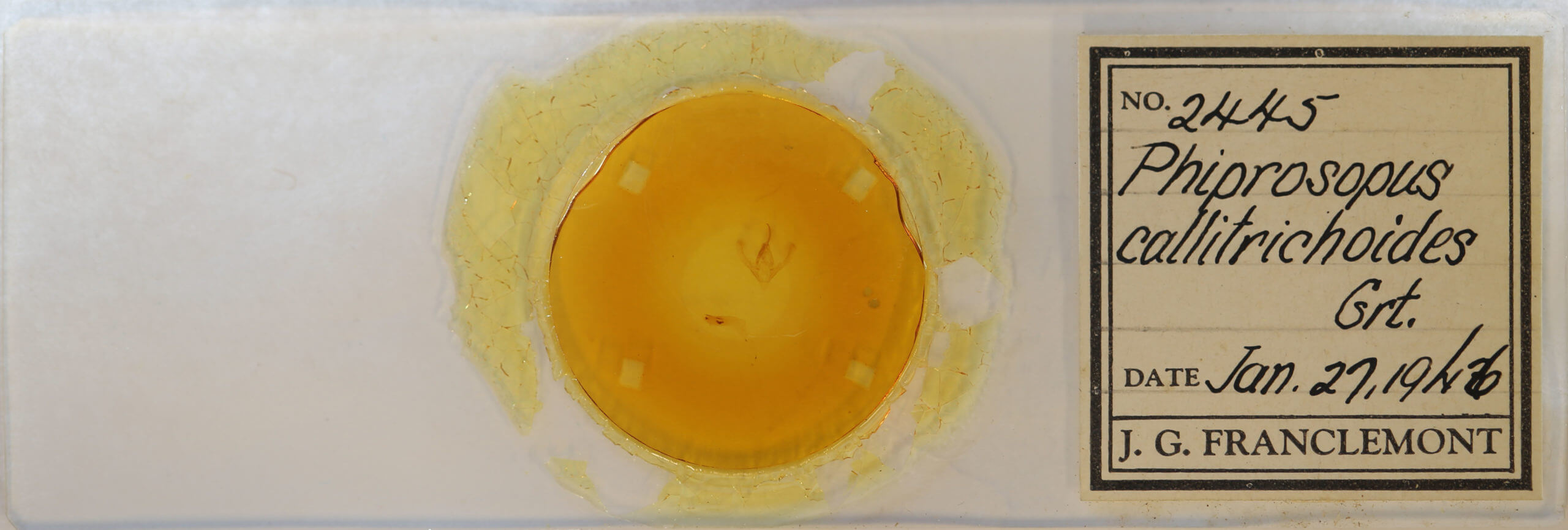 slide view of adult Phyprosopus callitrichoides