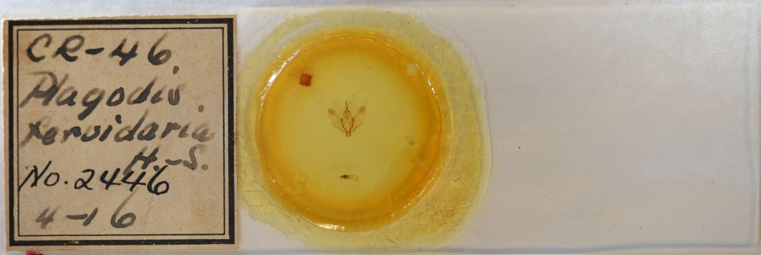 slide view of adult Plagodis fervidaria