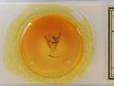 slide view of adult Zale confusa