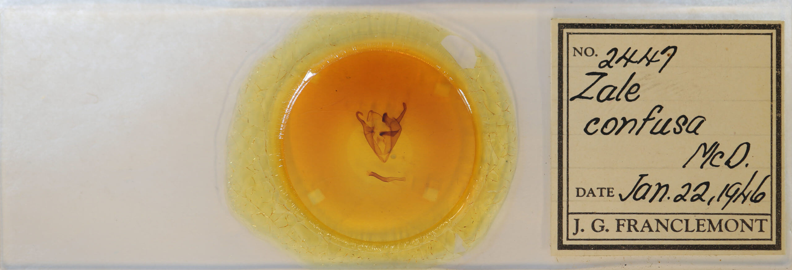 slide view of adult Zale confusa