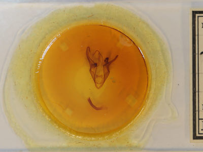 slide view of adult Zale obliqua