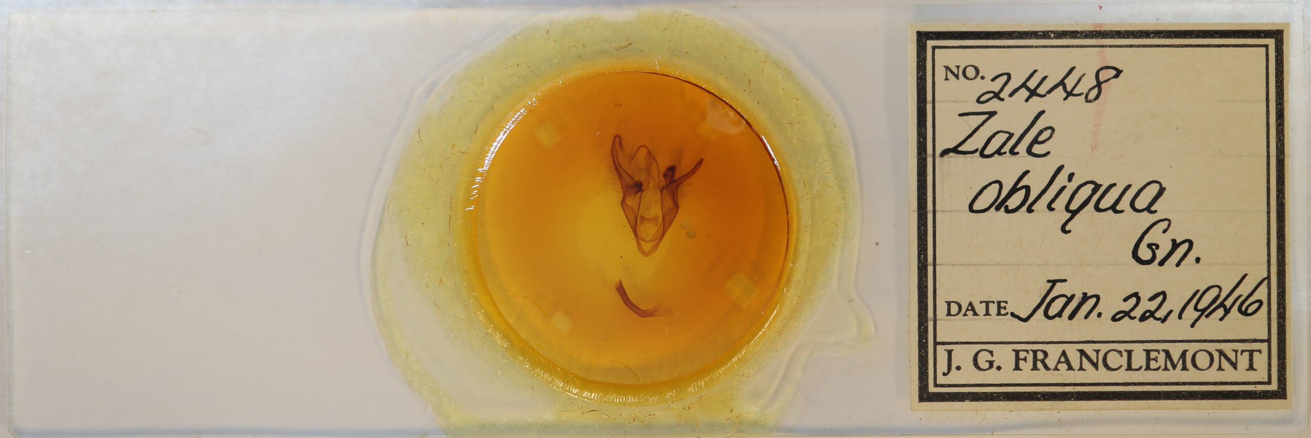 slide view of adult Zale obliqua