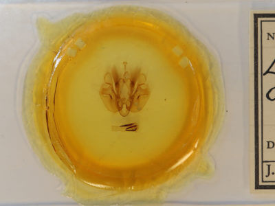 slide view of adult Leucania calidior