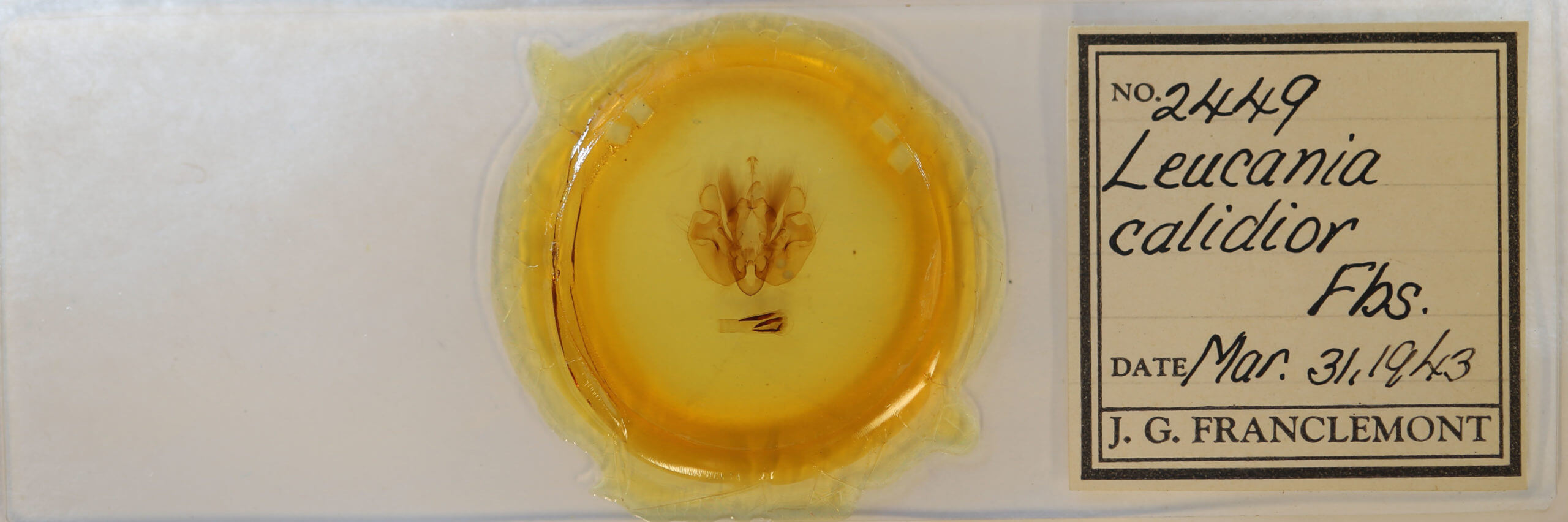 slide view of adult Leucania calidior