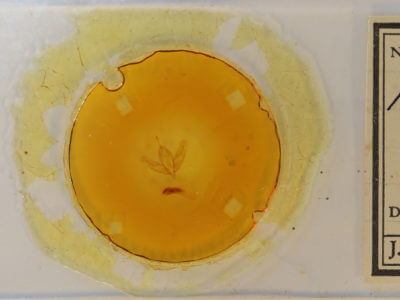 slide view of adult Acronicta increta